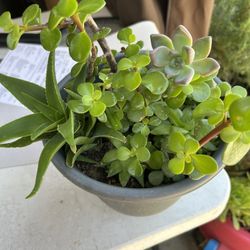 Planta