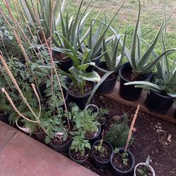 So many endless countless amount of plants