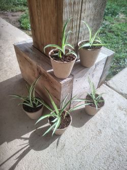 Spider plants in plantable pot