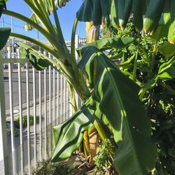 4 Banana Trees