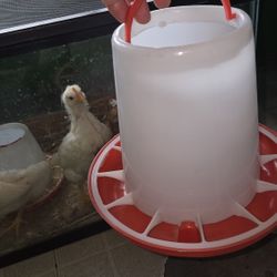 Comederos Para Pollos