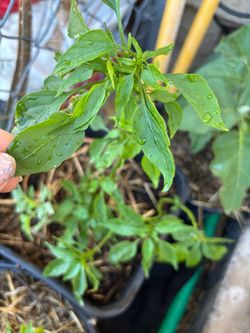 Hot Asian chili