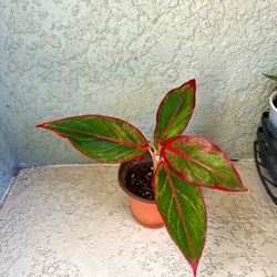 Aglaonema  Plant 