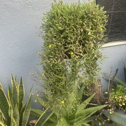 Succulents De Colgadera 