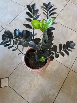 ZZ PLANT DARK FORM