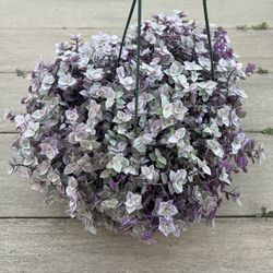 Pink panther Callisia repens, live plant in 6” nursery pot. ✔️ profile for more🪴 