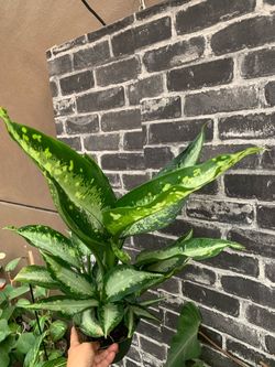 Diffenbachia Panther indoor plants