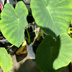 Mammoth Elephant Ear Plant