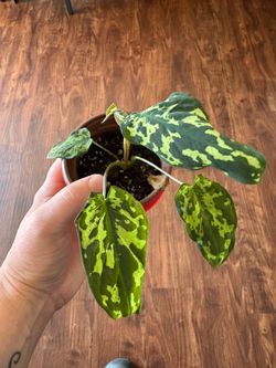 Alocasia Hilo Beauty Starter