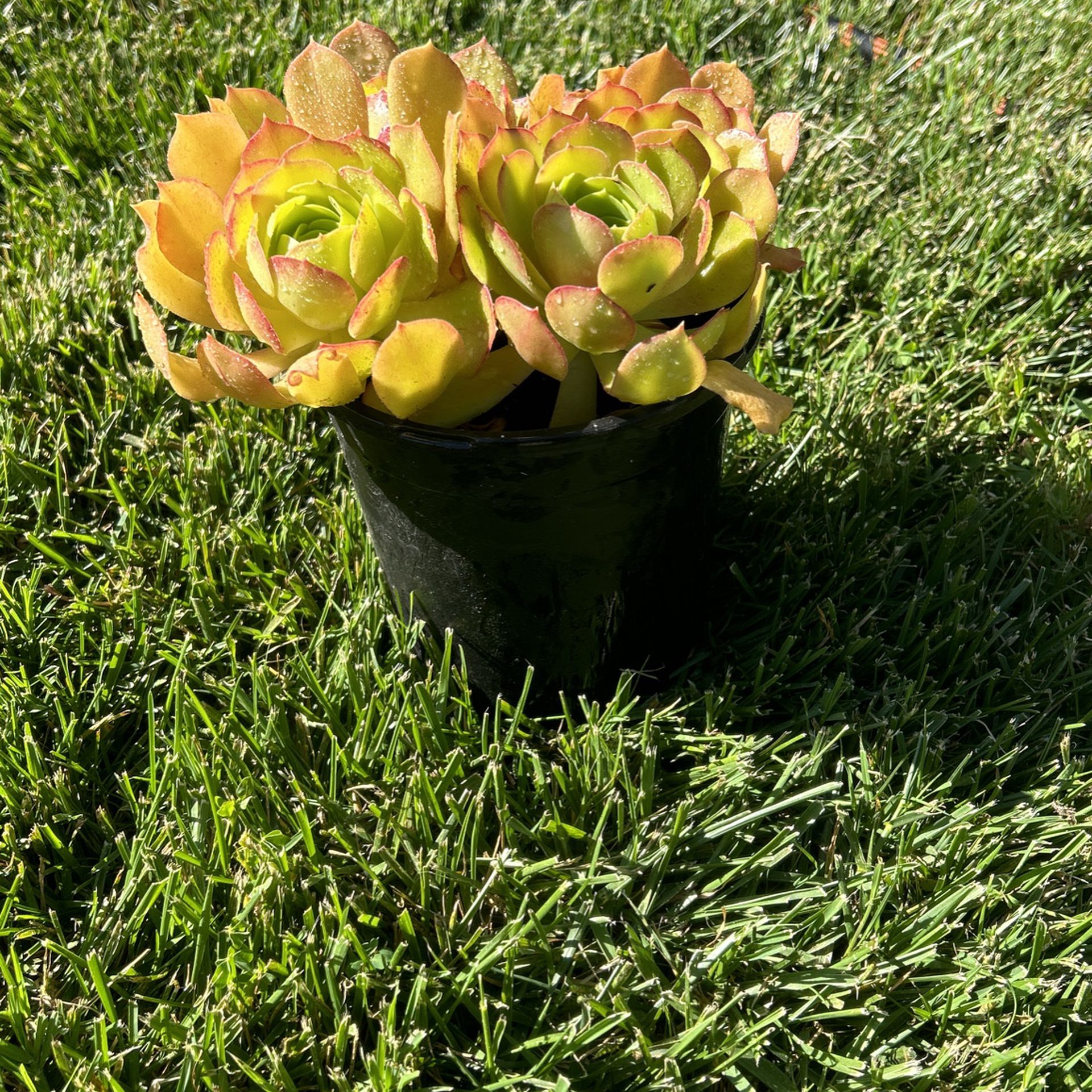 Succulent Plant Clippings 