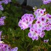 Jasmin