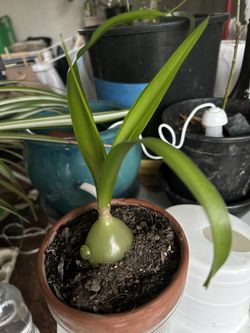 Pregnant Onion Succulent 