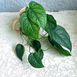 Monstera  Siltepecana Plant 