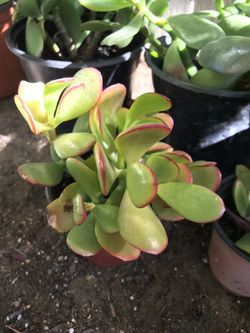 succulents-jade