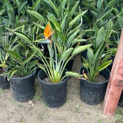Birds Of Paradise Plants