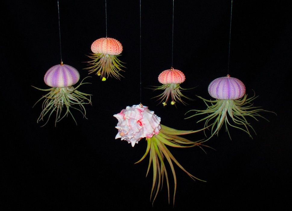 Set of 5 Hanging Air Plants