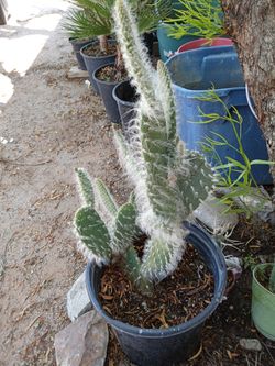 Opuntia Snow Cactus.           