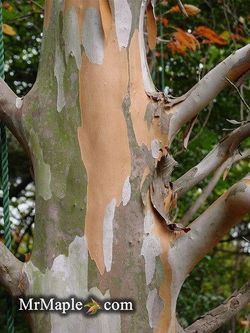Stewartia ‘Psuedocamellia’ trees —