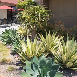 Plant Design Installation