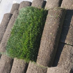Best Quality Sod 