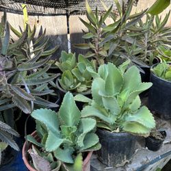 Madre De Miles O Kalanchoe 