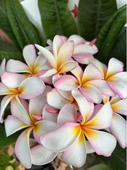 Large3-4 foot Plumeria cuttings and plants