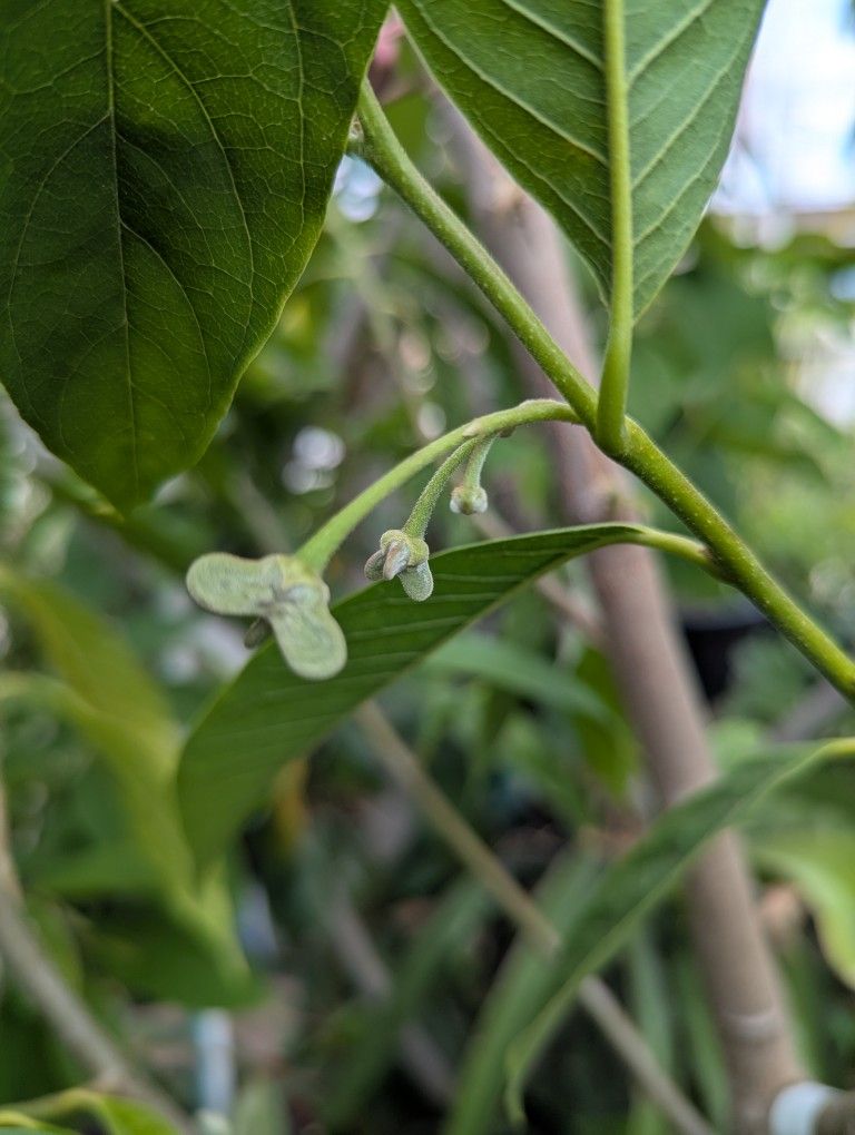 Grafted Rollinia Atemoya