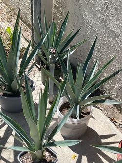 Big agaves