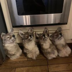 Taxidermy Coyote Heads!! $250 Each!!