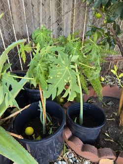 Arbol De Papaya $30 Cada Uno