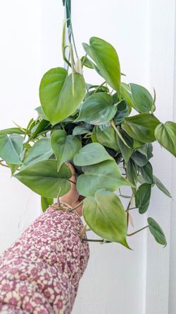 Philosophy Cordatum Heart Leaf Plant 6" Pot - Indoor House Plants