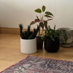 Small Indoor Succulent / House Plants + Pots