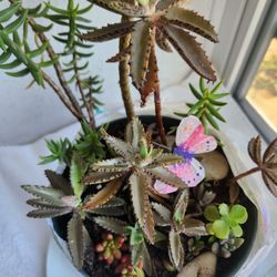 Succulent  Jungle Style Terrarium