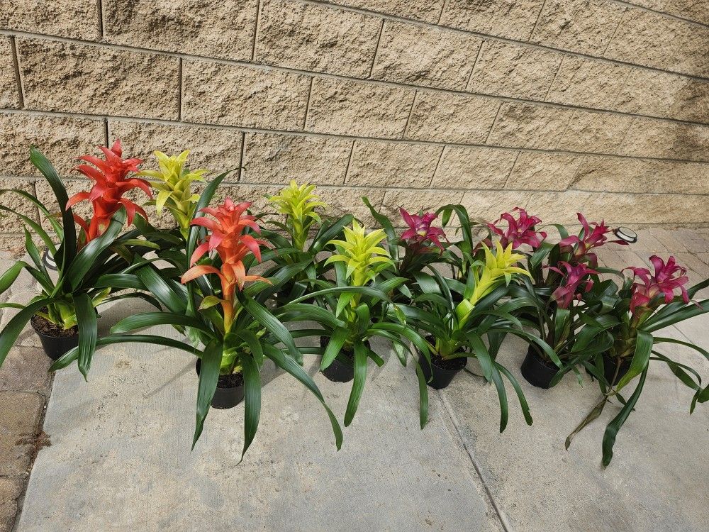 Bromeliad Plants