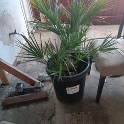 Chamaerops Humillis Plants 