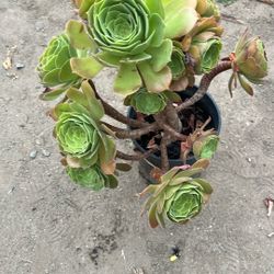 Aeoniums 