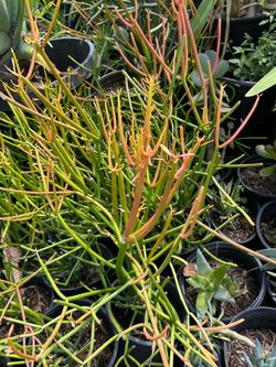 Succulent plants