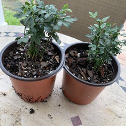 Two Medium Size Miniature Dragon Trees Thant Can Be Twisted Together To Form Unique Growing Pattern. Perennial So Comes Back Each Year, Easy Care