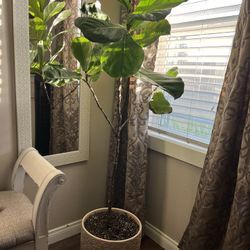 Fiddle Leaf Over 5 Feet Tall