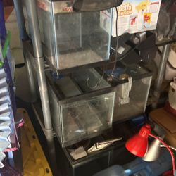 Fish Tanks 