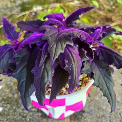 Potted Gynura Aurantiaca Aka Purple Passion Plant 