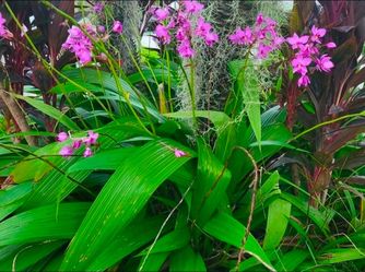 Purple ground orchid. 3 gallon