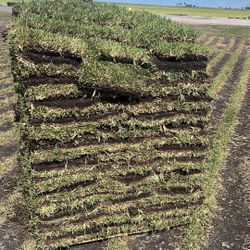 St. Augustine Sod - Pallet