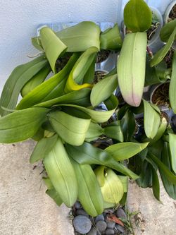 Phalaenopsis orchid plants