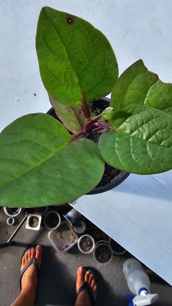 Red Malabar Spinach Plant, Herbs And Greens