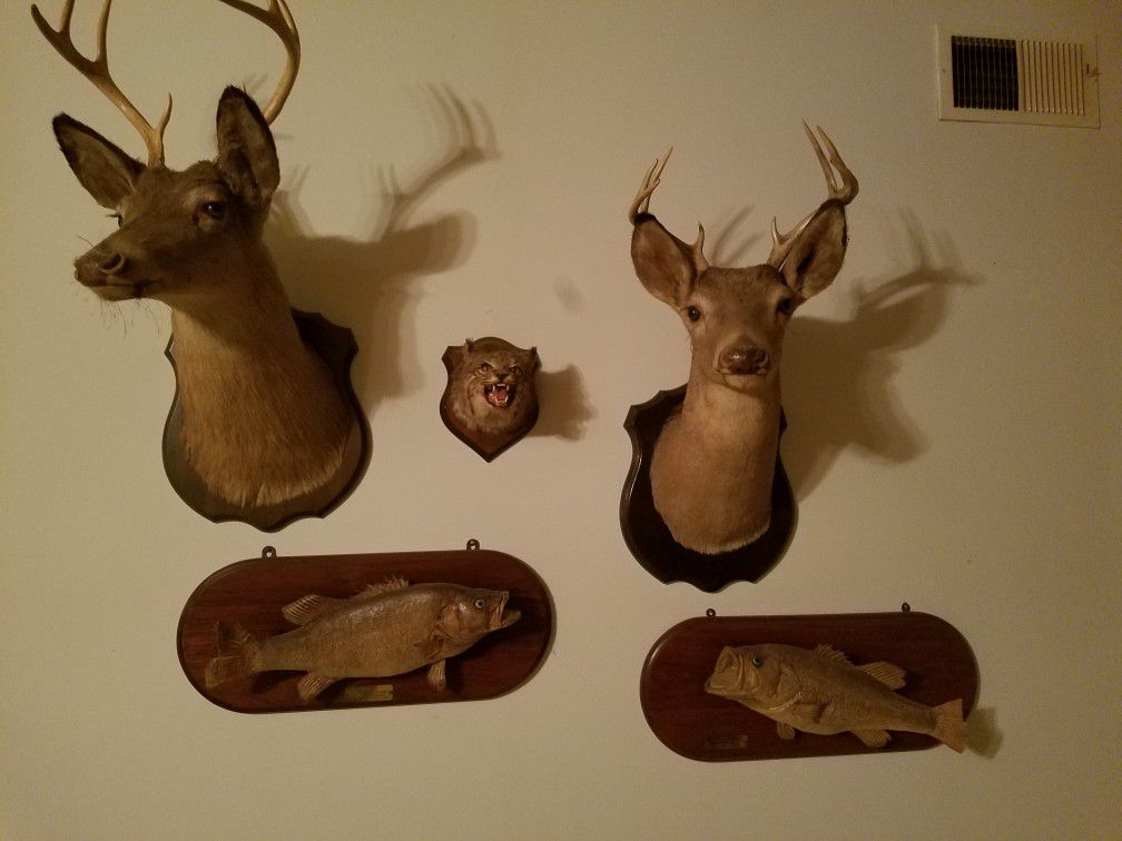 Deer Mounts