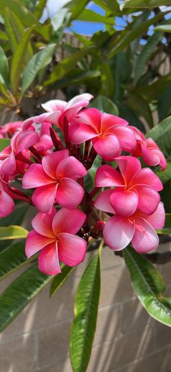 Lani beauty plumeria tree