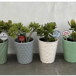 small jade succulent tree plant in ceramic pots with gift pick / spike