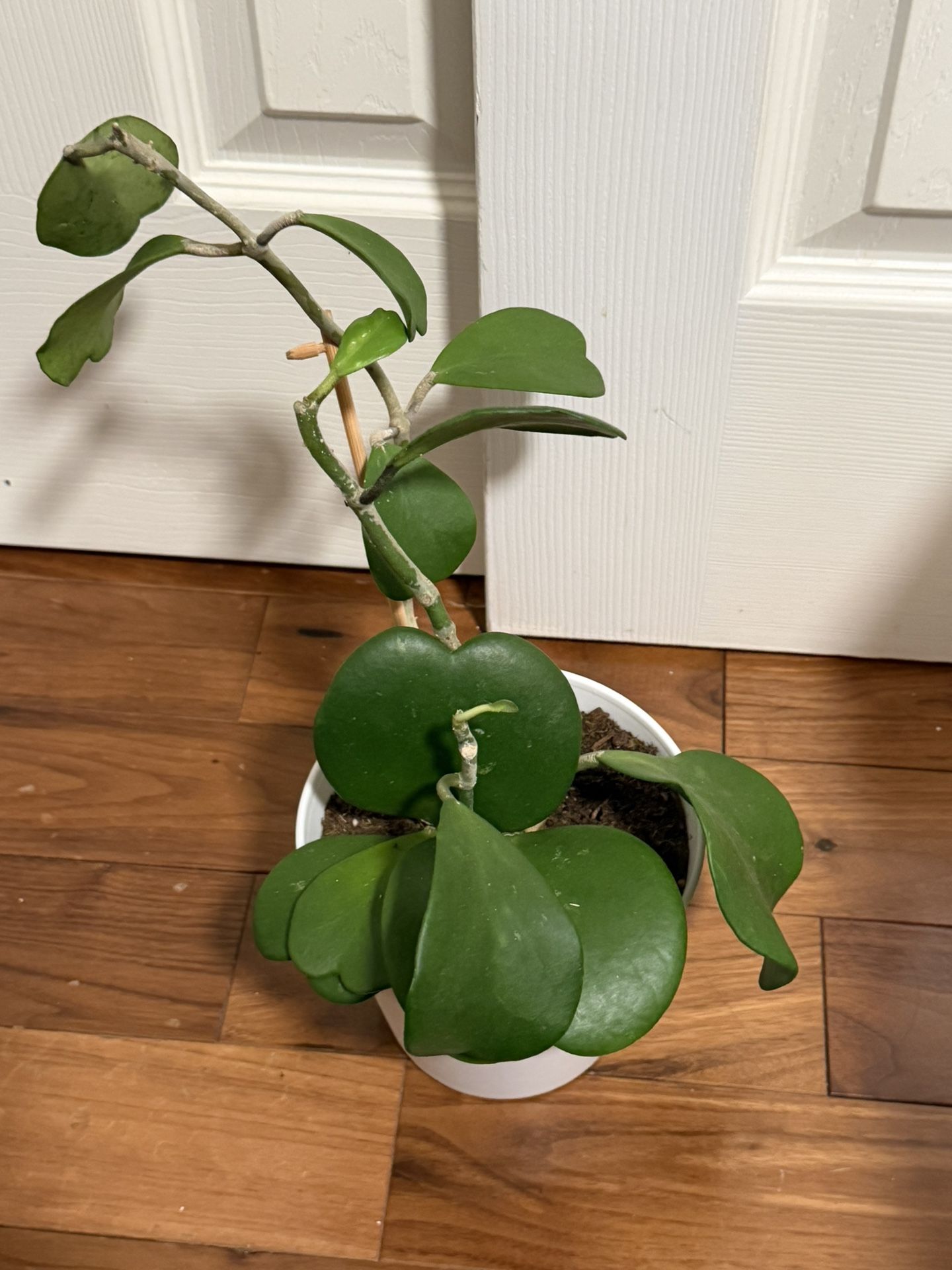 Hoya Kerii Heartleaf