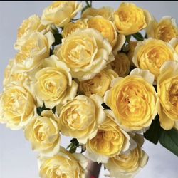 Rare Chinese Rose Plant-【Lemon juice】 ningmenggjozhi